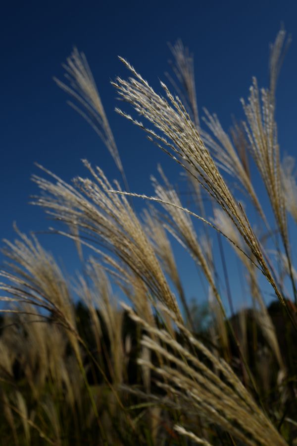 sollys,natur,himmel,Japan,mad,græs