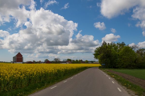 πεδίο,τοπίο,εξοχή,δρόμος,Raps,canola