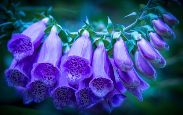 fleurs,la nature,la photographie,violet,bleu,fleur