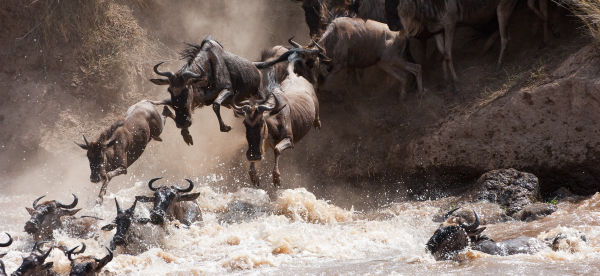 ワイルドビースト,自然,動物,Masai Mara,川デルタ,水