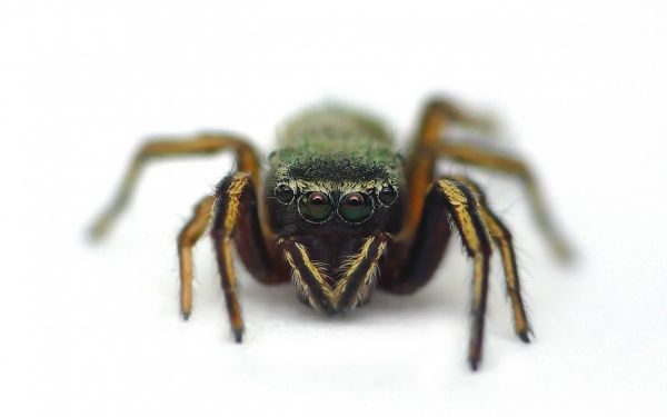 spider,eyes,large,legs