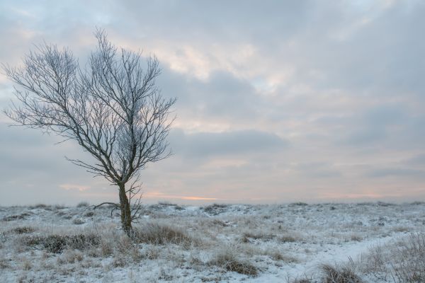 χειμώνας,κρύο,τοπίο,τρία,Vinter,παγωνιά