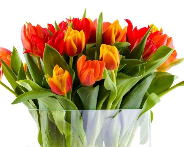 tulips,flowers,bouquet,large,vase