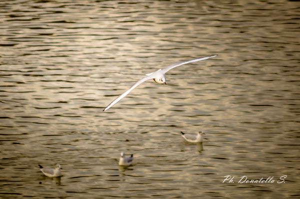 sea, wild, sky, white, Motion, ocean