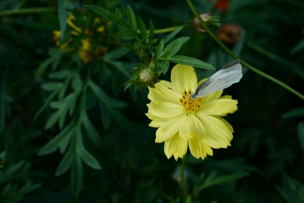 amarillo,flor,Japón,Leica,Tokio,Jp