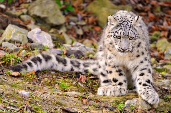 sne leopard,rovdyr,store kat,græs,sidde,efterår