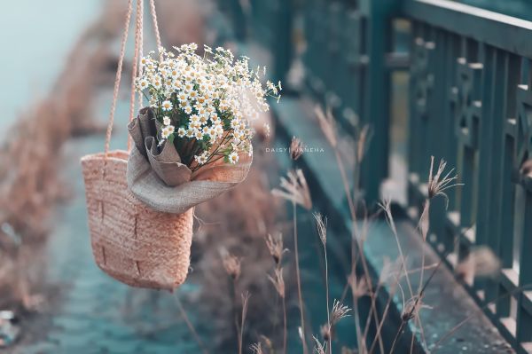 white flowers, flowers, plants