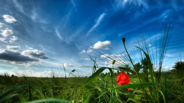 sunlight, landscape, sunset, flowers, nature, grass