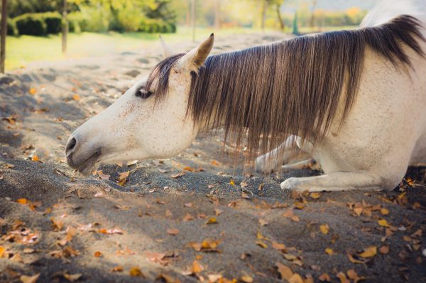 cair,animais selvagens,cavalo,asno,égua,fauna