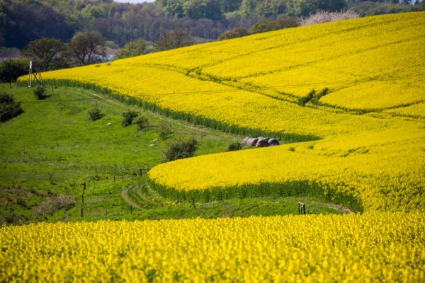 paysage,champ,jaune,Colza,aliments,fleur