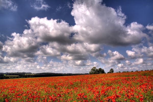 εντυπωσιακός,πεδίο,σύννεφα,Norfolk,παπαρούνες,SOE