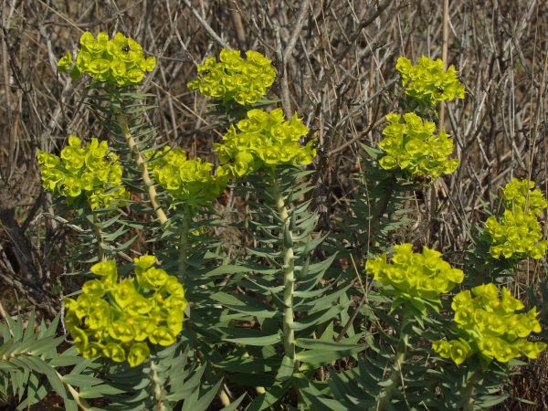 fiori,campo,Sempreverde,albero,fiore,pianta