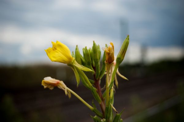 Flores,amarillo,luz de sol,naturaleza,cielo,de cerca