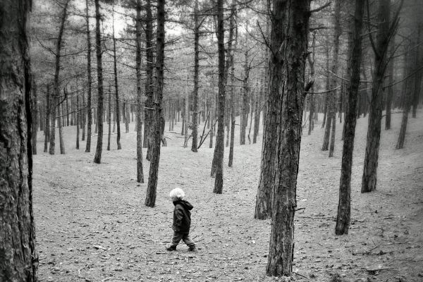 panorama, floresta, Preto, monocromático, natureza, neve