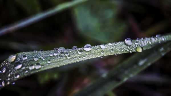 nature,water drops,macro,green,closeup,grass