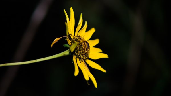 fleurs,la nature,la photographie,jaune,pollen,feuille