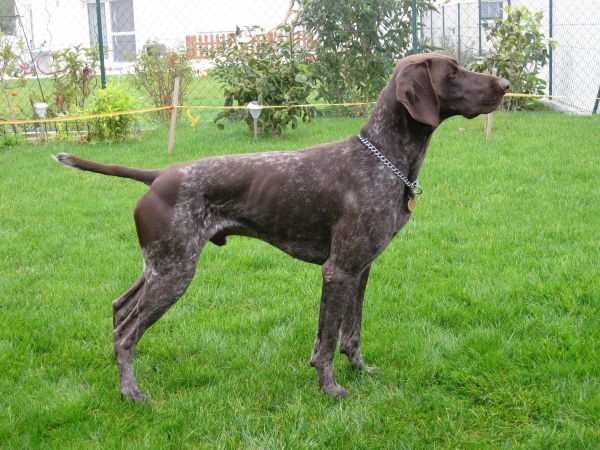 large,kurzhaar,dog,spotted,grass