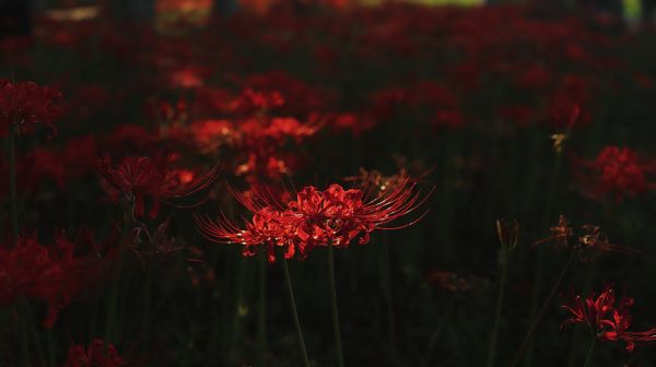 植物,花卉,性质,特写,庭园