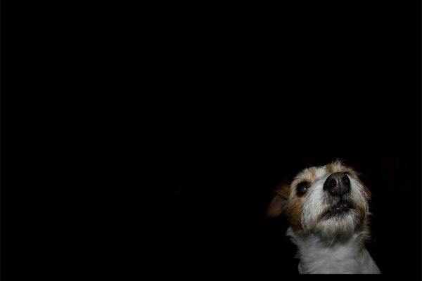 animali,macchina fotografica,cane,capelli,cielo,parete