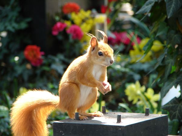 flowers, tail, urban, shadow, squirrel, wildlife