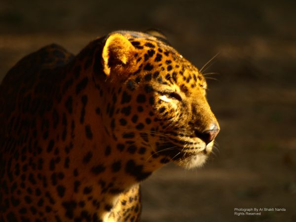 Gesicht, Tiger, Katze, Porträt, Natur, Park