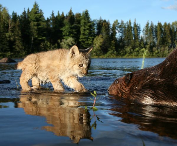 fiume,lince,cucciolo,castoro