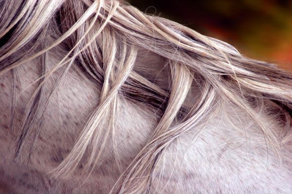 natura,cielo,bianca,capelli lunghi,cavallo,farfalla