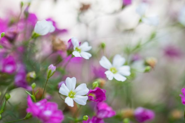 pembe,çiçek,makro,Blomma,Makro,Rosa