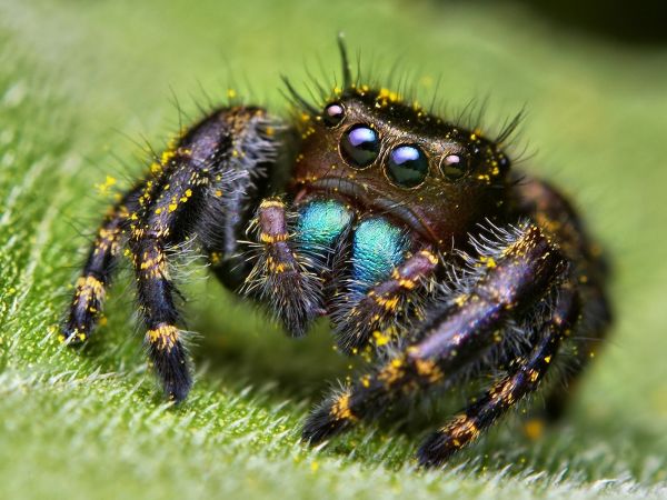 eyes,photography,insect,wildlife,spider,Arachnid