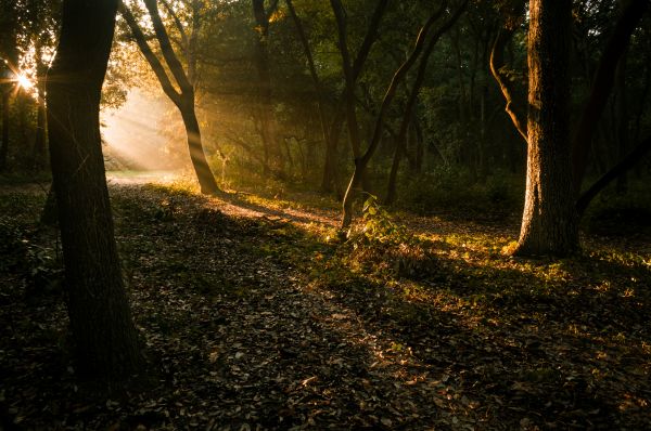 ligero,Sol,Francia,naturaleza,parque,árbol