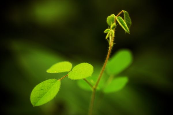 leaves, nature, plants, sunlight, grass, photography