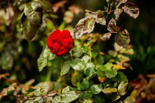 en plein air,la photographie,la nature,fleurs,verdure,Rose