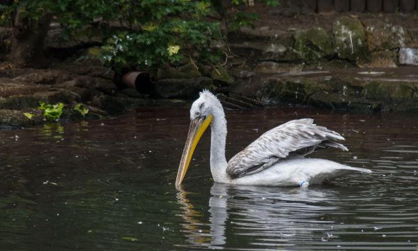 Berlín,zviera,Nemecko,deutschland,zoologická záhrada,vták