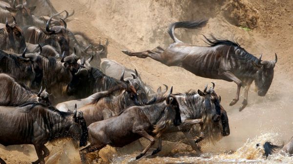 動物,野生動物,サファリ,群れ,動物相,冒険