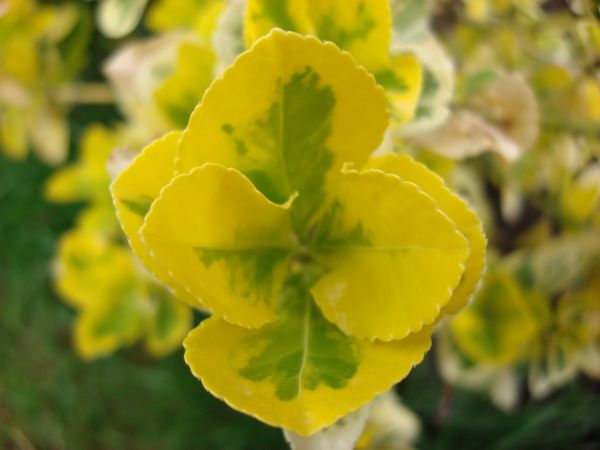 Flores,macro,amarillo,Plantas,Colza,hoja