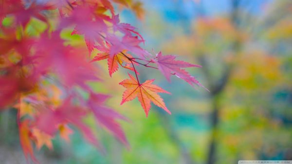 sunlight, leaves, nature, plants, macro, fall