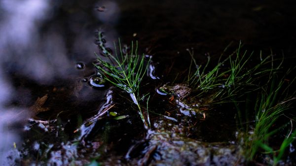 rostlina,květ,terrestrial plant,větvička,dřevo,voda