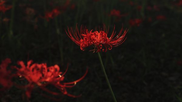 植物,庭园,花卉,性质,特写