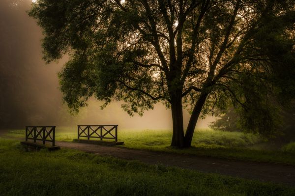 Sonnenlicht, Landschaft, Sonnenuntergang, Nacht-, Bäume, Wald