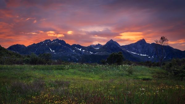 nature, landscape, plants, clouds, snow, trees