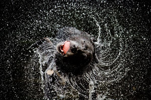 水,犬,モーション,犬,湿った,一応