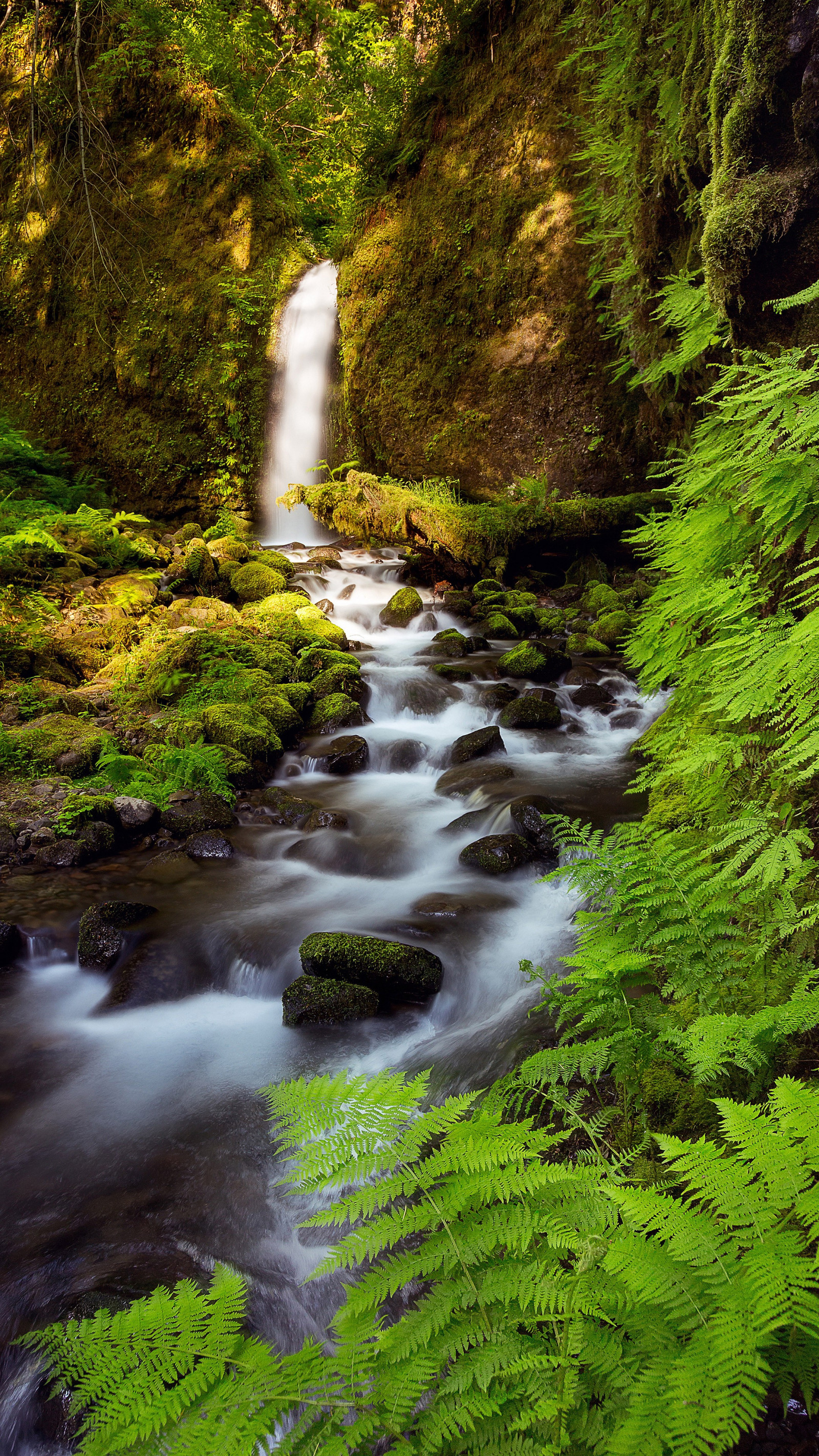 paesaggio, foresta, cascata, acqua, roccia, natura, verde, fiume, valle, natura selvaggia, ruscello, foresta pluviale, insenature, verticale, albero, autunno, foglia, fiore, alveo, vegetazione, Rapido, torrente, bosco, Wasserfall, botanica, corpo d'acqua, giochi d'acqua