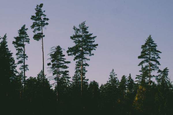 floresta,natureza,Árvores