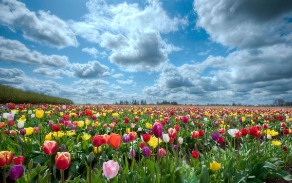 field,2560x1600 px,large,tulips