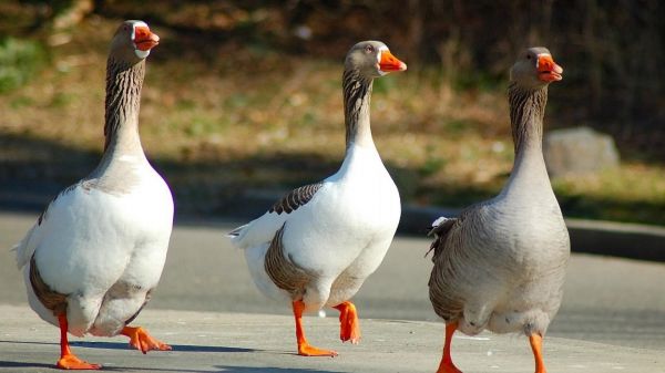 Flügel,Vögel,Tierwelt,Ente,Gans,Gänse