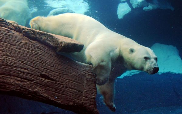 large,polar bear,underwater,swimming