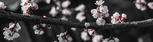 自然,フラワーズ,桜の花,陰と陽