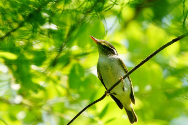 natuur,dieren,vogelstand,dieren in het wild