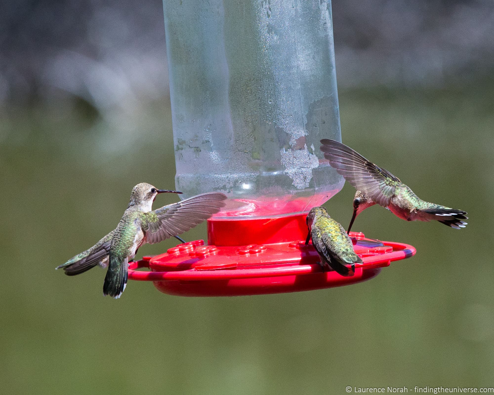 hummingbirds