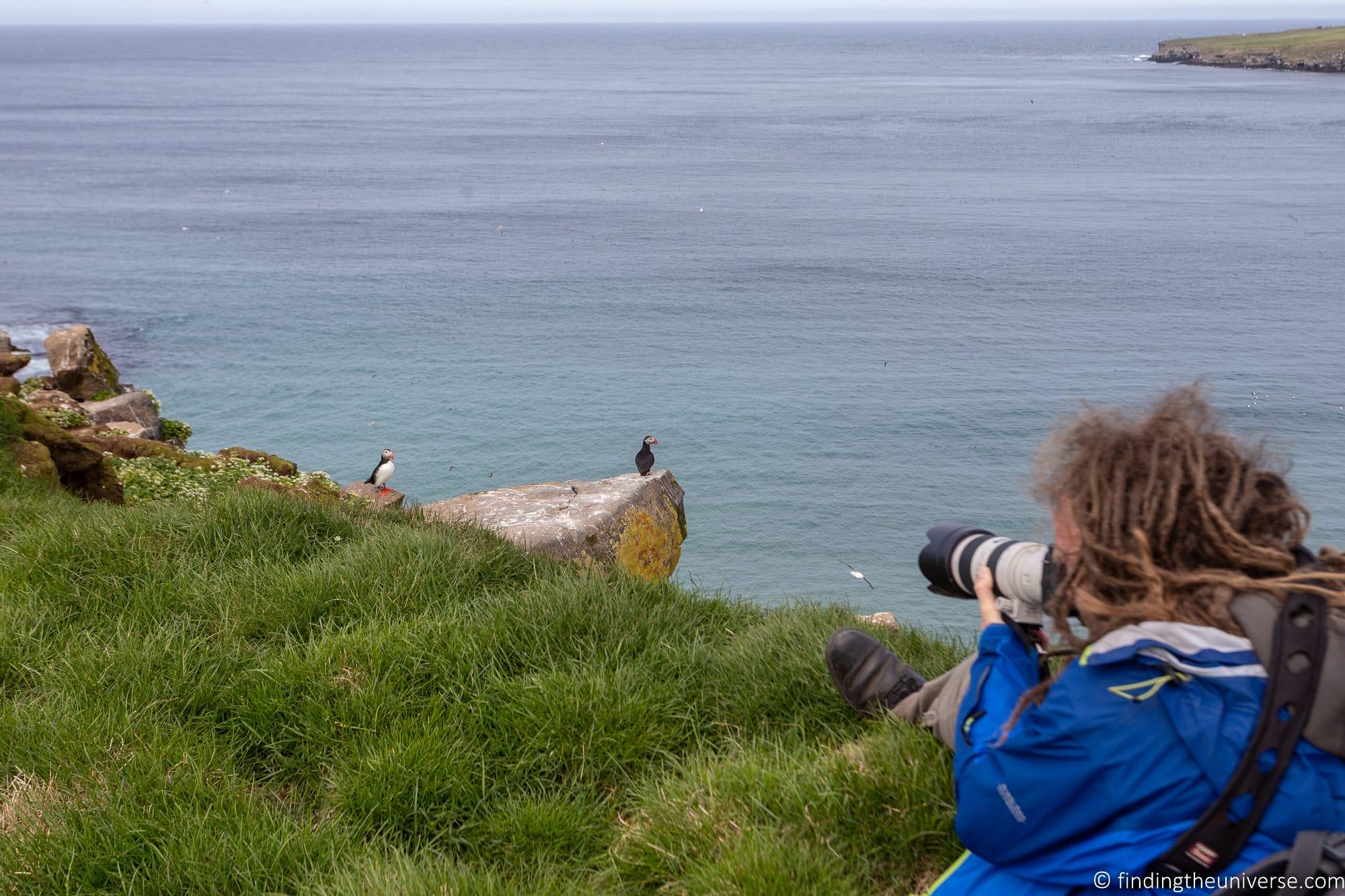 Puffins Grimsey Iceland